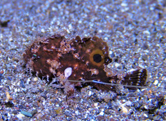 Nudiantennarius subteres