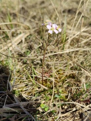 Cardamine pratensis