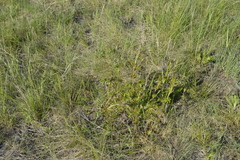 Veronica austriaca jacquinii