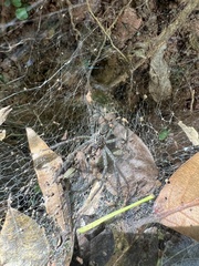 Aglaoctenus lagotis