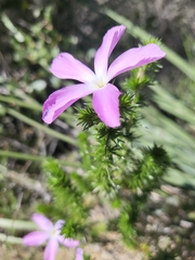 Linanthus californicus