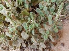 Lafuentea rotundifolia