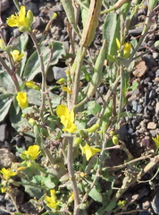 Brassica rapa