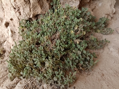 Lafuentea rotundifolia