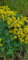 Lomatium papilioniferum