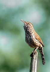 Campylorhynchus brunneicapillus
