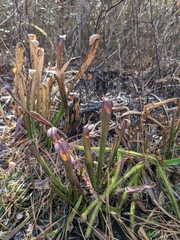 Sarracenia