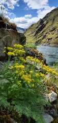 Lomatium papilioniferum
