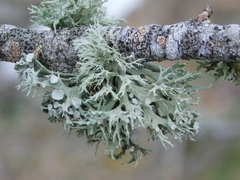 Ramalina fastigiata