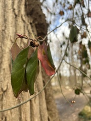 Euonymus fortunei
