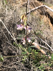 Lathyrus vestitus