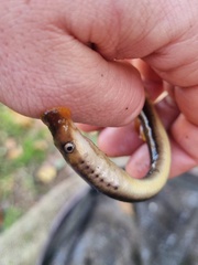 Lampetra planeri