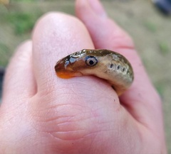Lampetra planeri