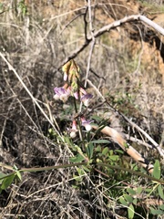 Lathyrus vestitus