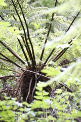 Cyathea capensis