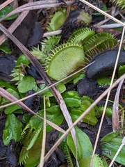 Dionaea muscipula