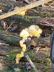 Myxarium nucleatum