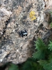 Tritomegas bicolor