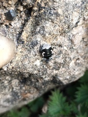 Tritomegas bicolor