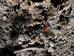Priocnemis oregona