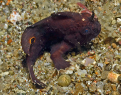 Nudiantennarius subteres