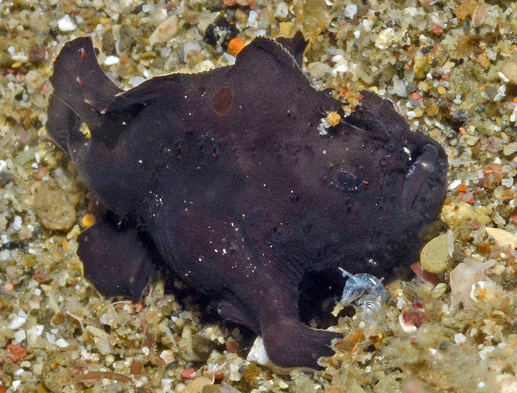 Deepwater Frogfish