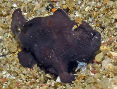 Nudiantennarius subteres