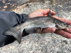 Ameiurus catus