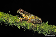 Dendropsophus microps