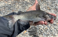 Ameiurus catus
