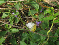 Colotis eunoma