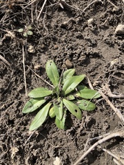 Plantago virginica