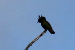 Orthorhyncus cristatus