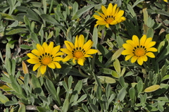 Gazania rigens