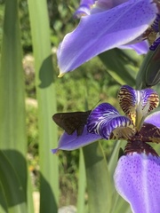 Trimezia coerulea