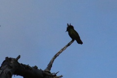 Orthorhyncus cristatus