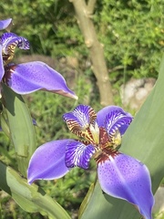 Trimezia coerulea