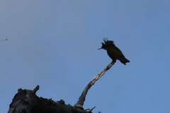 Orthorhyncus cristatus