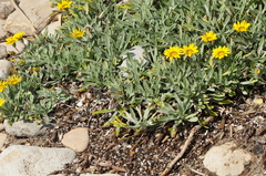 Gazania rigens
