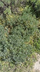 Lupinus arboreus