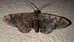 Hypochrosis binexata