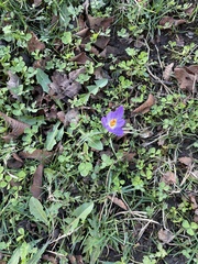 Crocus tommasinianus