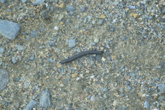 Ommatoiulus rutilans