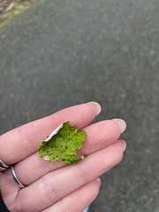 Peltigera britannica