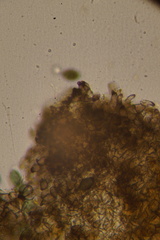 Podospora tetraspora