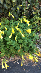 Oxalis pes-caprae