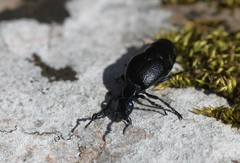 Meloe proscarabaeus