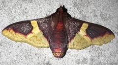 Pachynoa purpuralis
