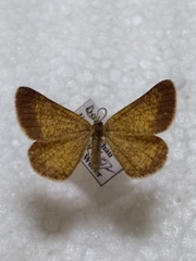 Isturgia roraria