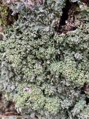 Punctelia appalachensis